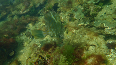 Eubalichthys mosaicus