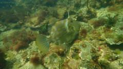 Eubalichthys mosaicus
