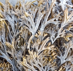 Fucus ceranoides