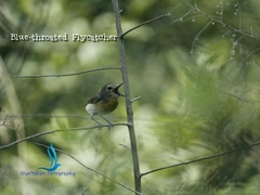 Cyornis rubeculoides