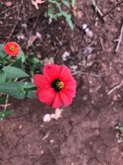Zinnia peruviana