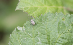 Peritelini