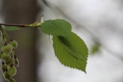 Ulmus laevis