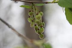 Ulmus laevis