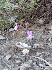 Chaenorhinum