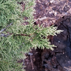 Juniperus grandis