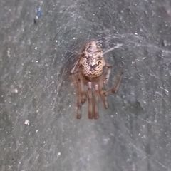 Parasteatoda tepidariorum