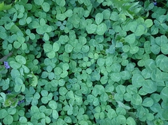 Trifolium repens
