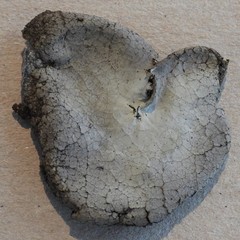 Umbilicaria hirsuta
