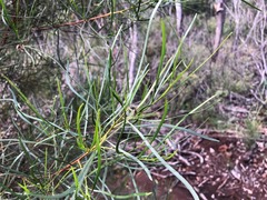 Dodonaea stenophylla