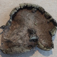 Umbilicaria hirsuta