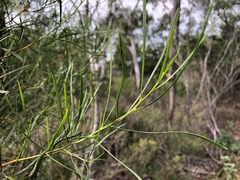 Dodonaea stenophylla