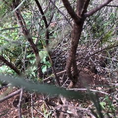 Dodonaea stenophylla