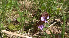 Glechoma hederacea
