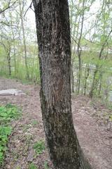 Ulmus laevis
