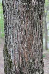 Ulmus laevis