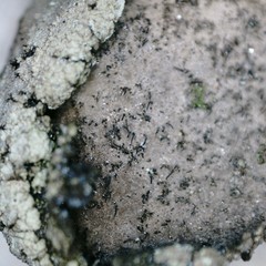 Umbilicaria hirsuta