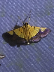 Endocrossis flavibasalis