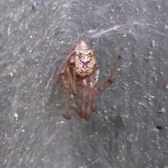 Parasteatoda tepidariorum