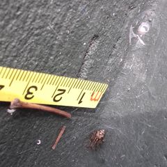 Parasteatoda tepidariorum