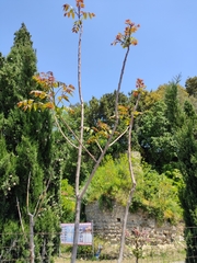 Ailanthus altissima