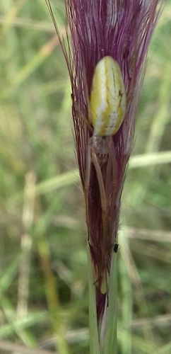 Tetragnatha intermedia