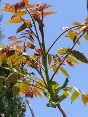 Ailanthus altissima