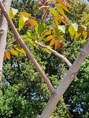 Ailanthus altissima