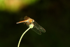 Trithemis aurora