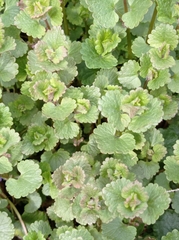 Glechoma hederacea