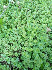 Glechoma hederacea
