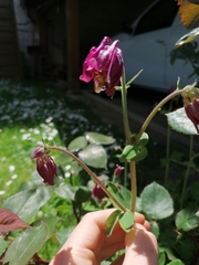 Aquilegia atrata