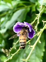 Apis mellifera