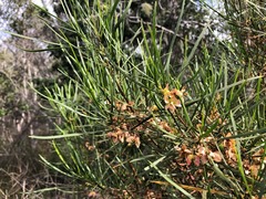 Dodonaea stenophylla