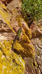 Podarcis carbonelli berlengensis