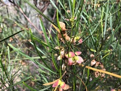 Dodonaea stenophylla