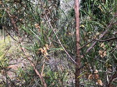 Dodonaea stenophylla