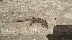 Podarcis carbonelli berlengensis