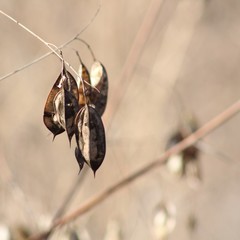Sesbania vesicaria