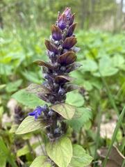 Ajuga genevensis