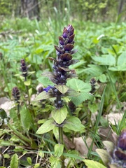 Ajuga genevensis