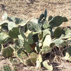 Opuntia