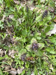 Ajuga genevensis