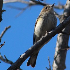 Setophaga coronata