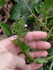 Brunnera sibirica