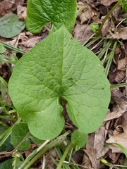 Brunnera sibirica