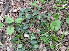 Brunnera sibirica