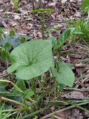 Brunnera sibirica