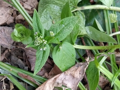 Brunnera sibirica