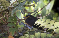 Turdus merula